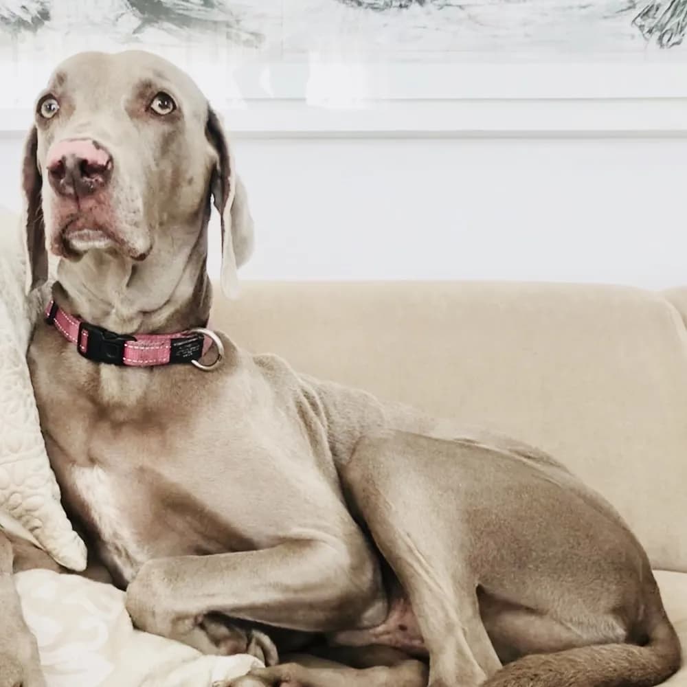 Weimaraner — registro 02