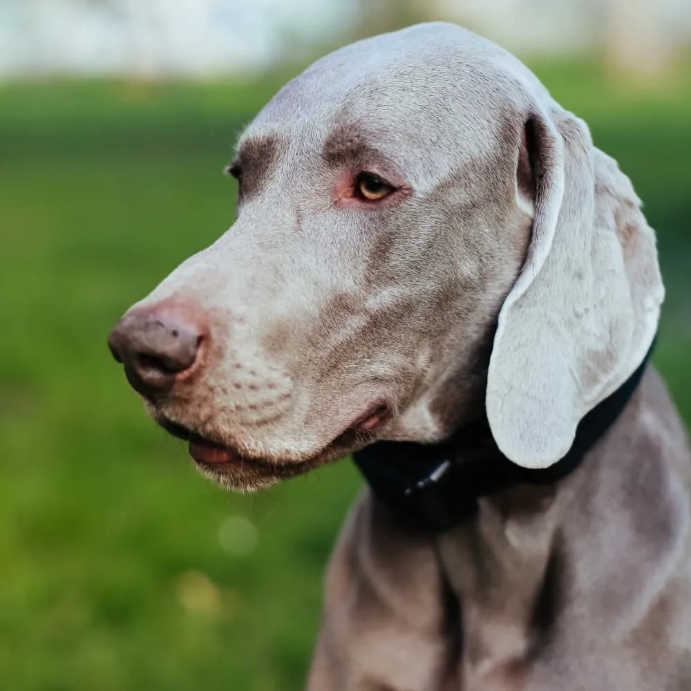 Weimaraner — registro 03
