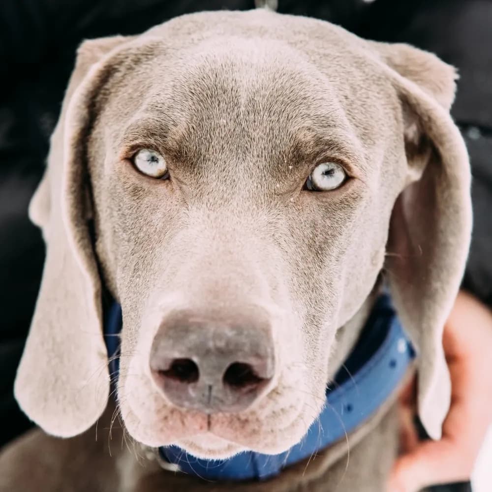 Weimaraner — registro 04