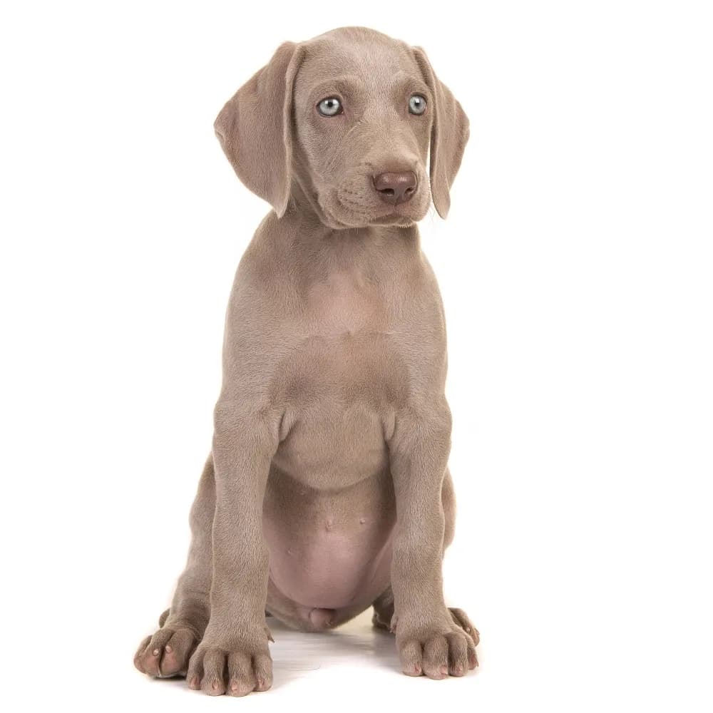 Weimaraner — filhote