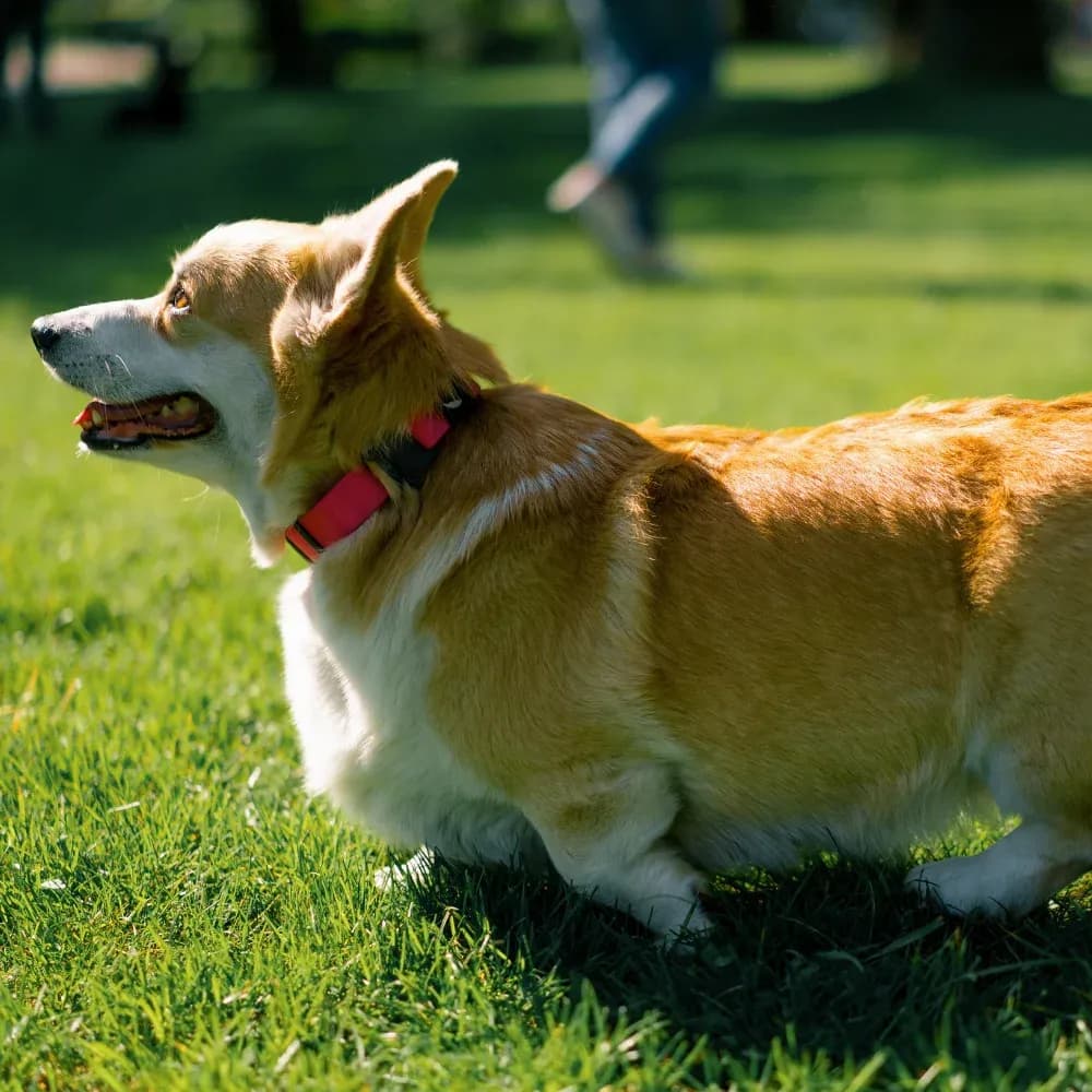 Welsh Corgi Cardigan — registro 01