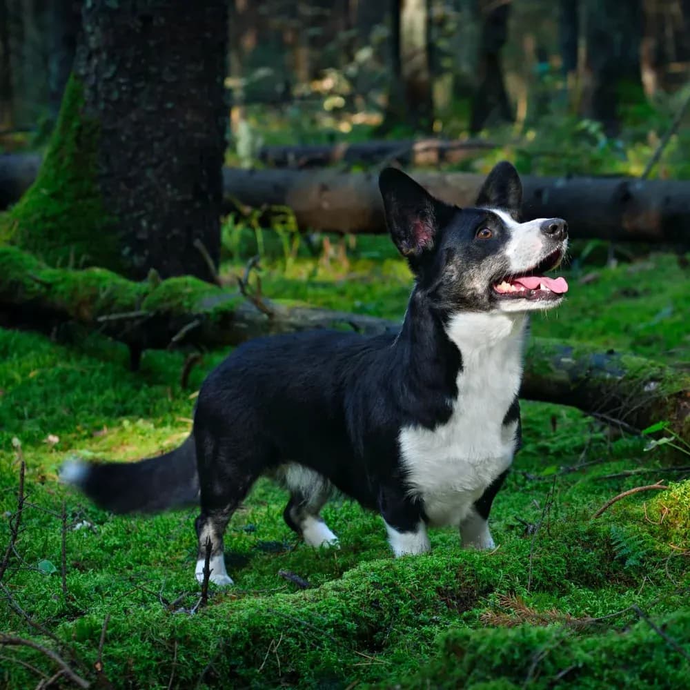 Welsh Corgi Cardigan — registro 02