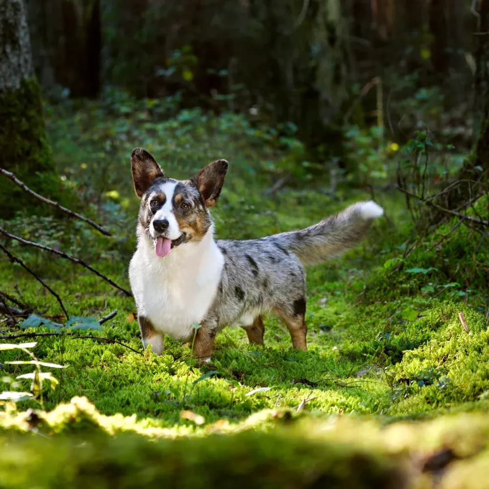 Welsh Corgi Cardigan — registro 03