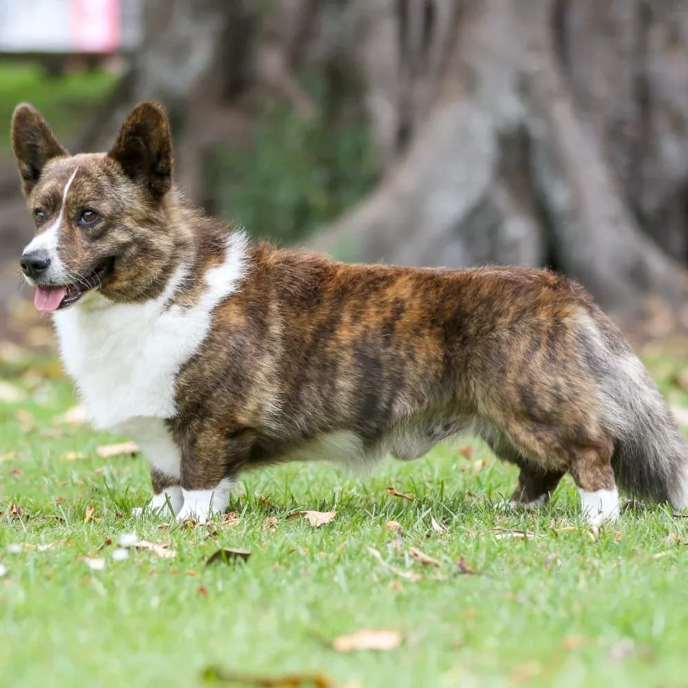 Welsh Corgi Cardigan — registro 04