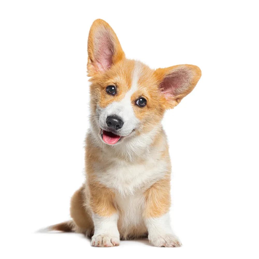 Welsh Corgi Cardigan — filhote