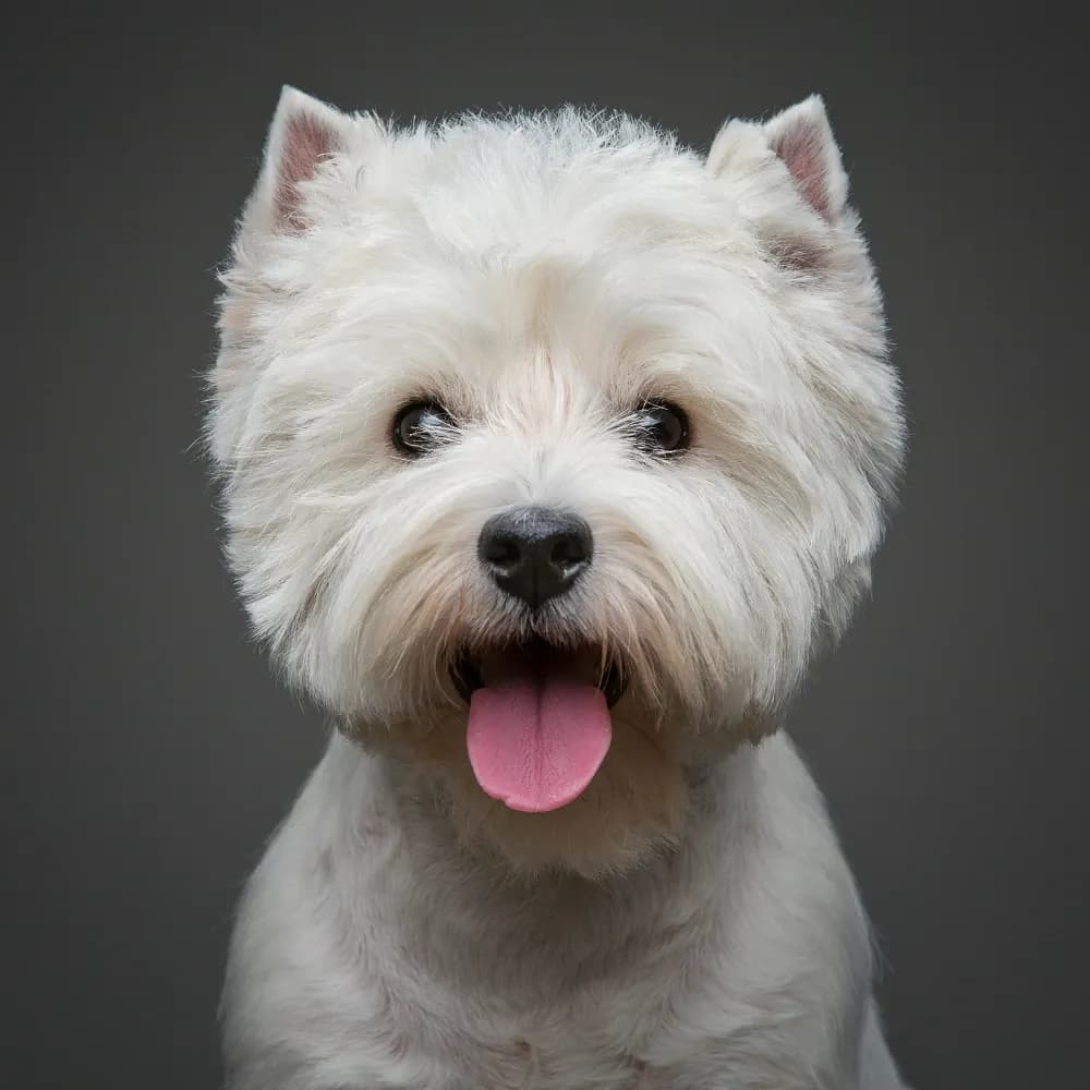 West Highland White Terrier — registro 01