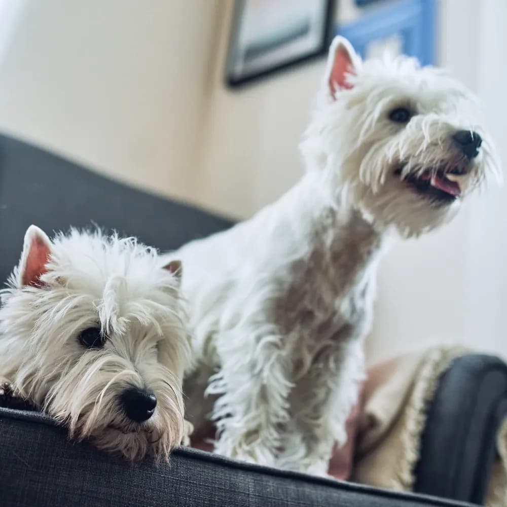 West Highland White Terrier — registro 02
