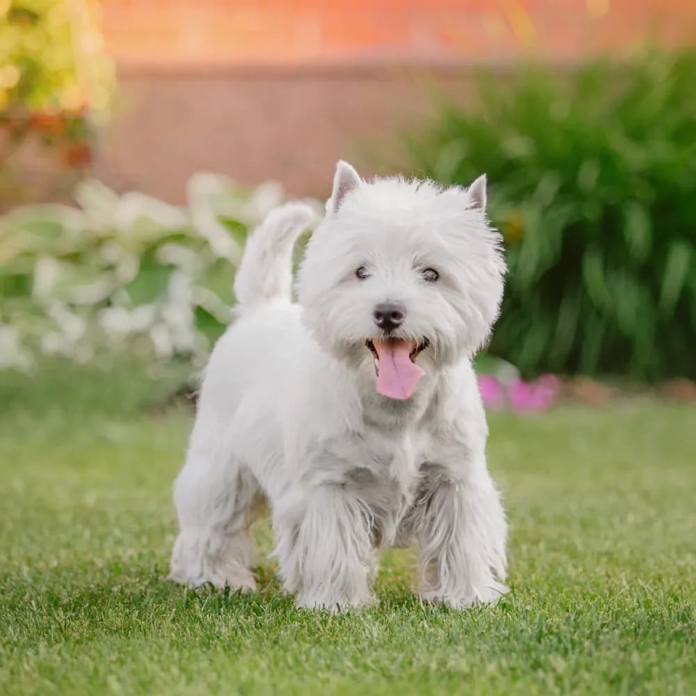 West Highland White Terrier — registro 03