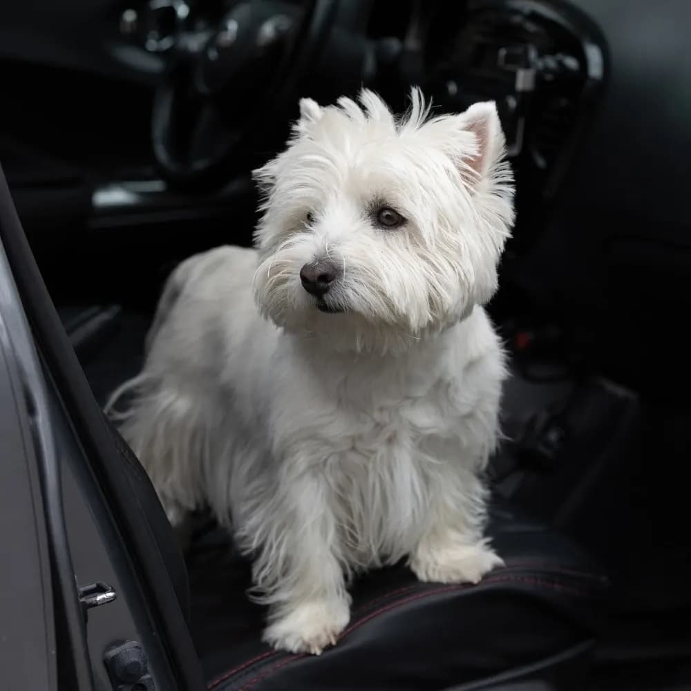 West Highland White Terrier — registro 04