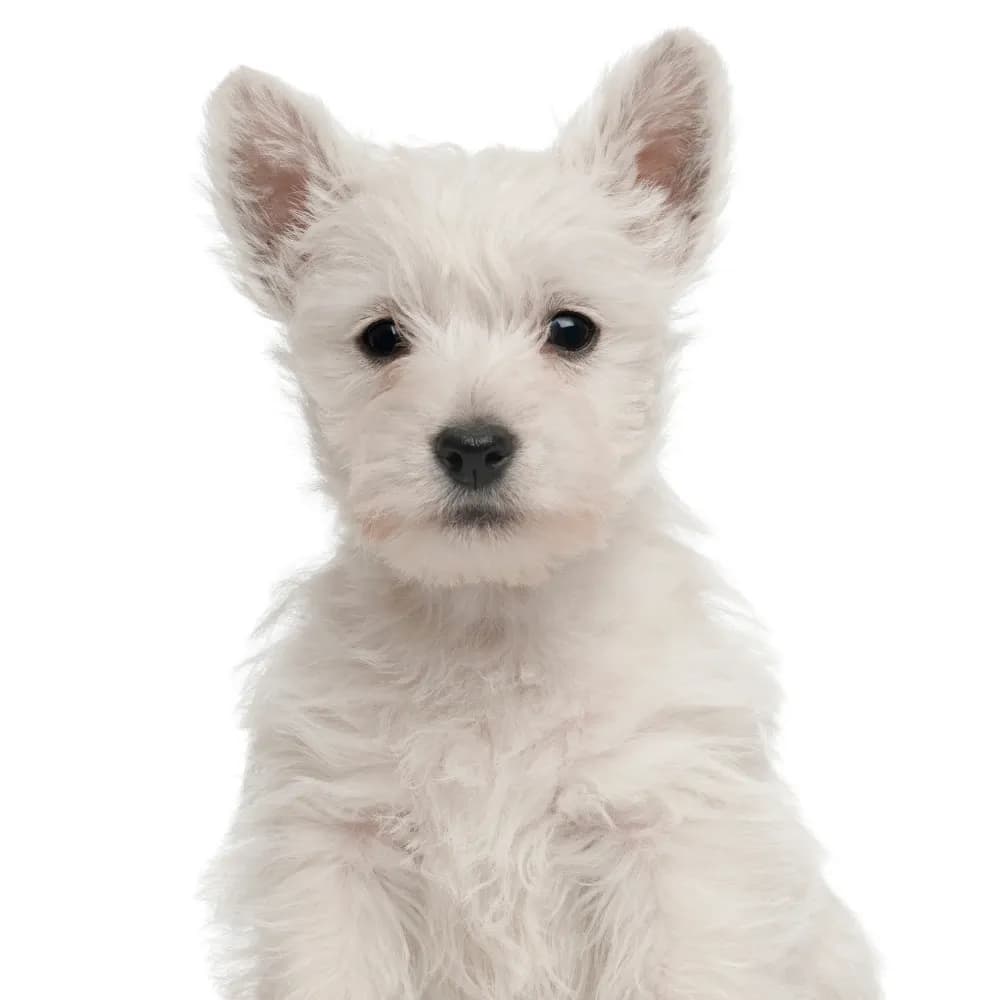 West Highland White Terrier — filhote