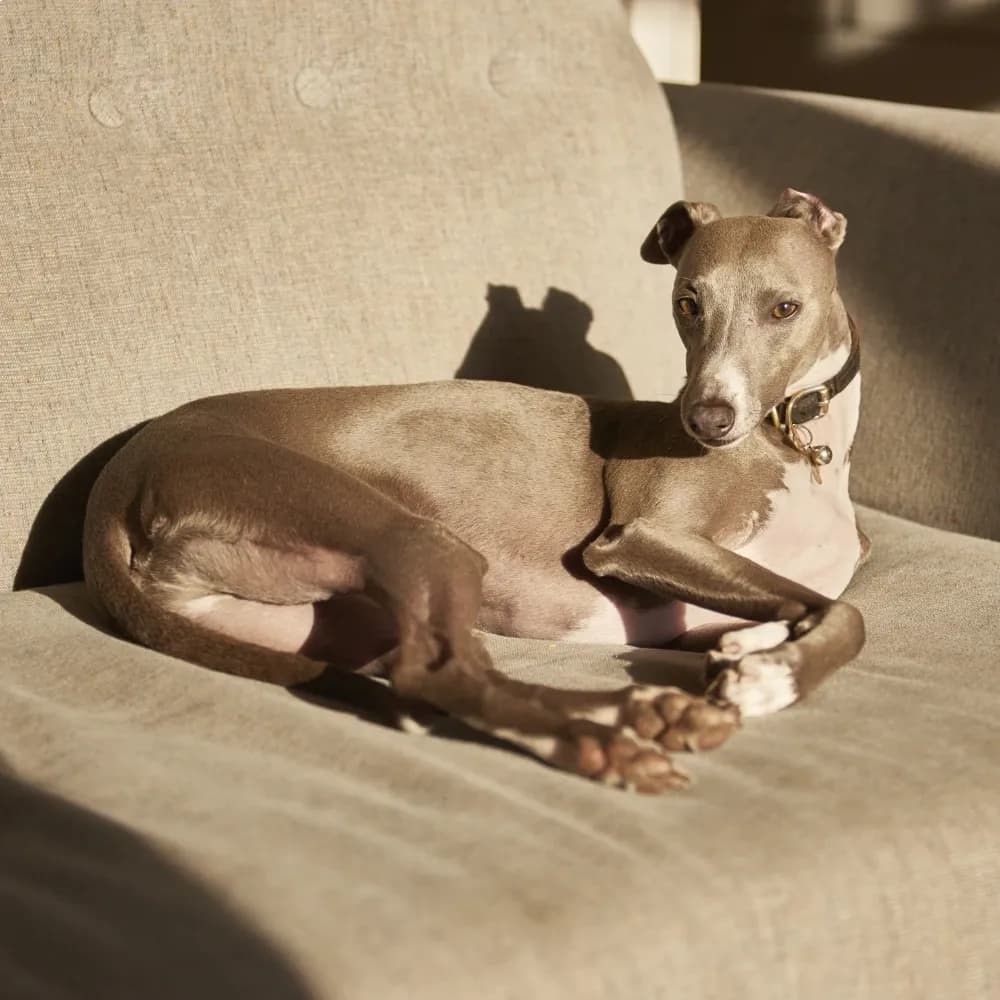 Whippet — registro 01