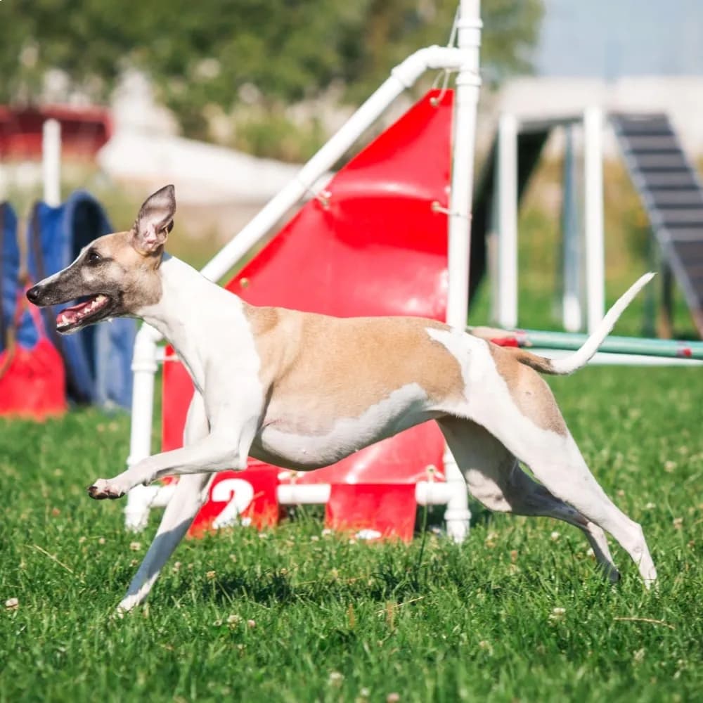 Whippet — registro 02