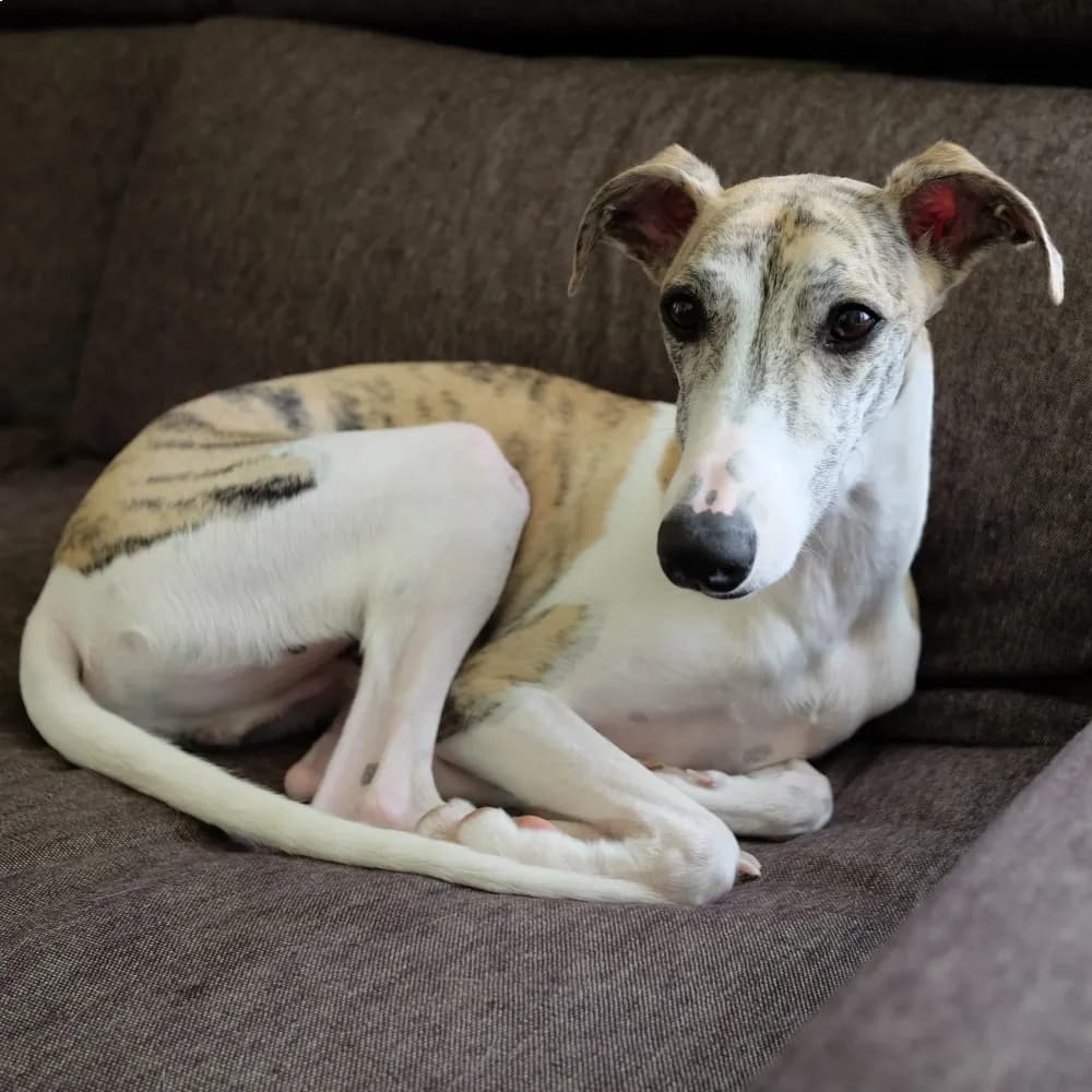 Whippet — registro 03