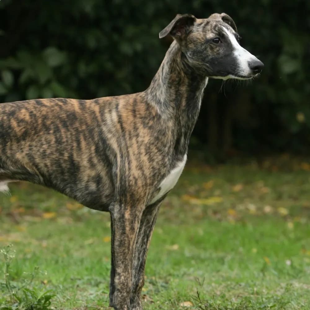 Whippet — registro 04
