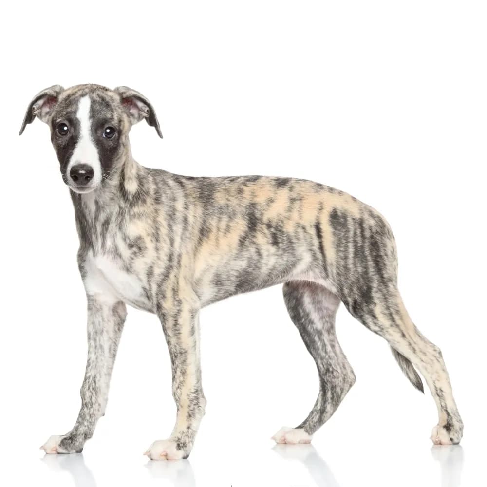 Whippet — filhote