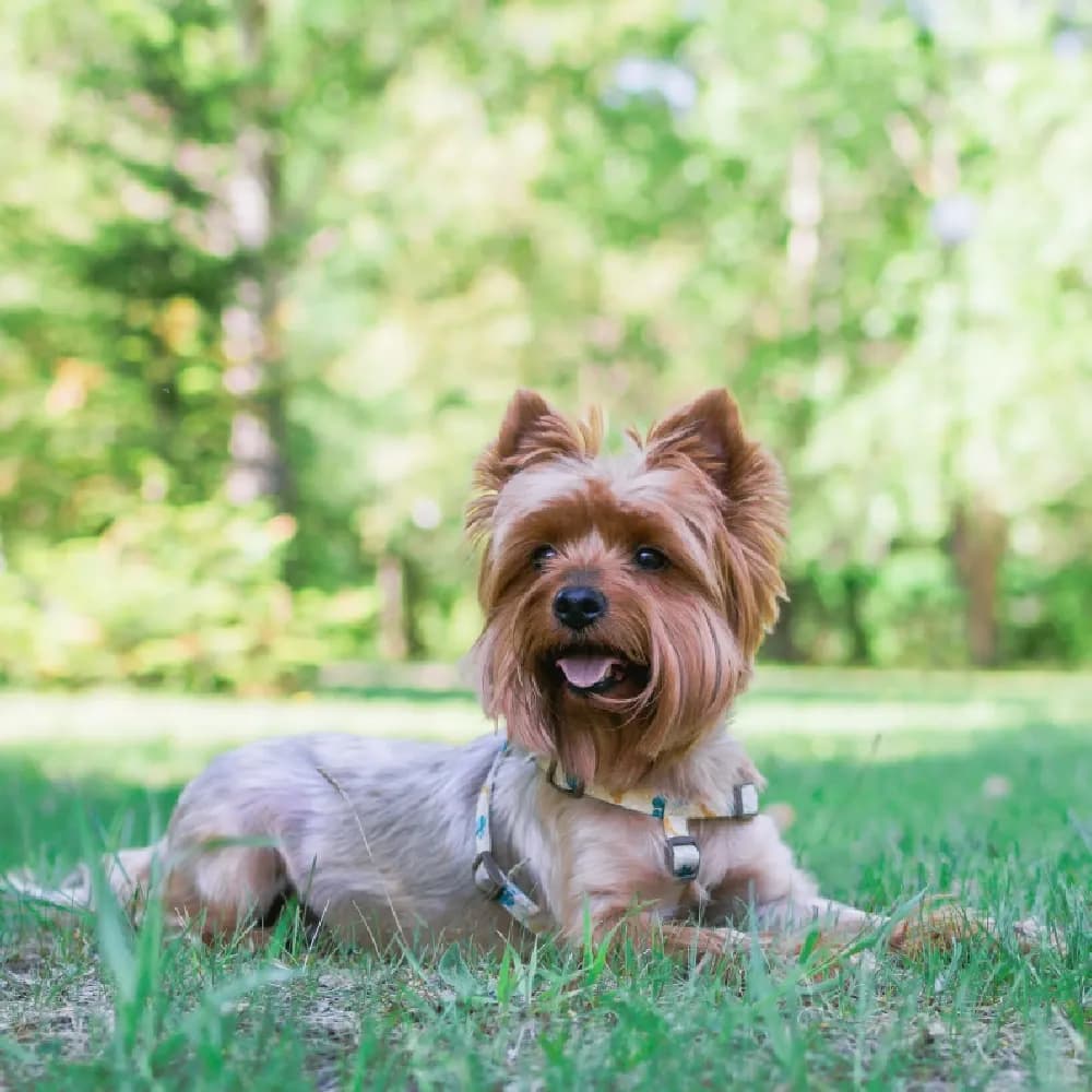 Yorkshire Terrier — registro 01