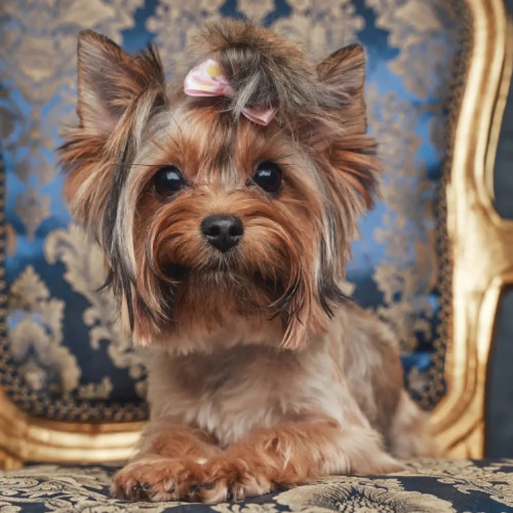 Yorkshire Terrier — registro 02