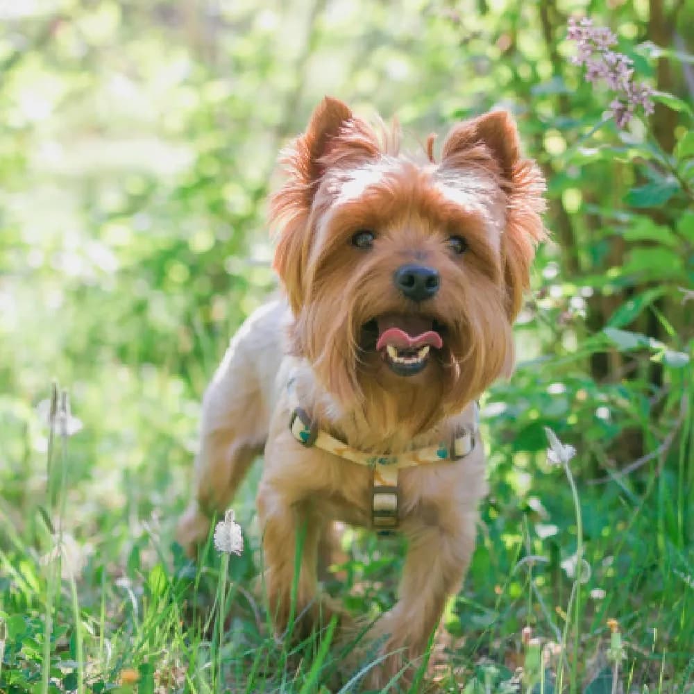 Yorkshire Terrier — registro 03