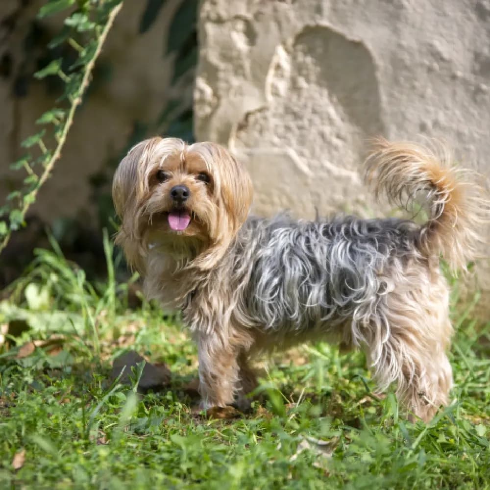 Yorkshire Terrier — registro 04