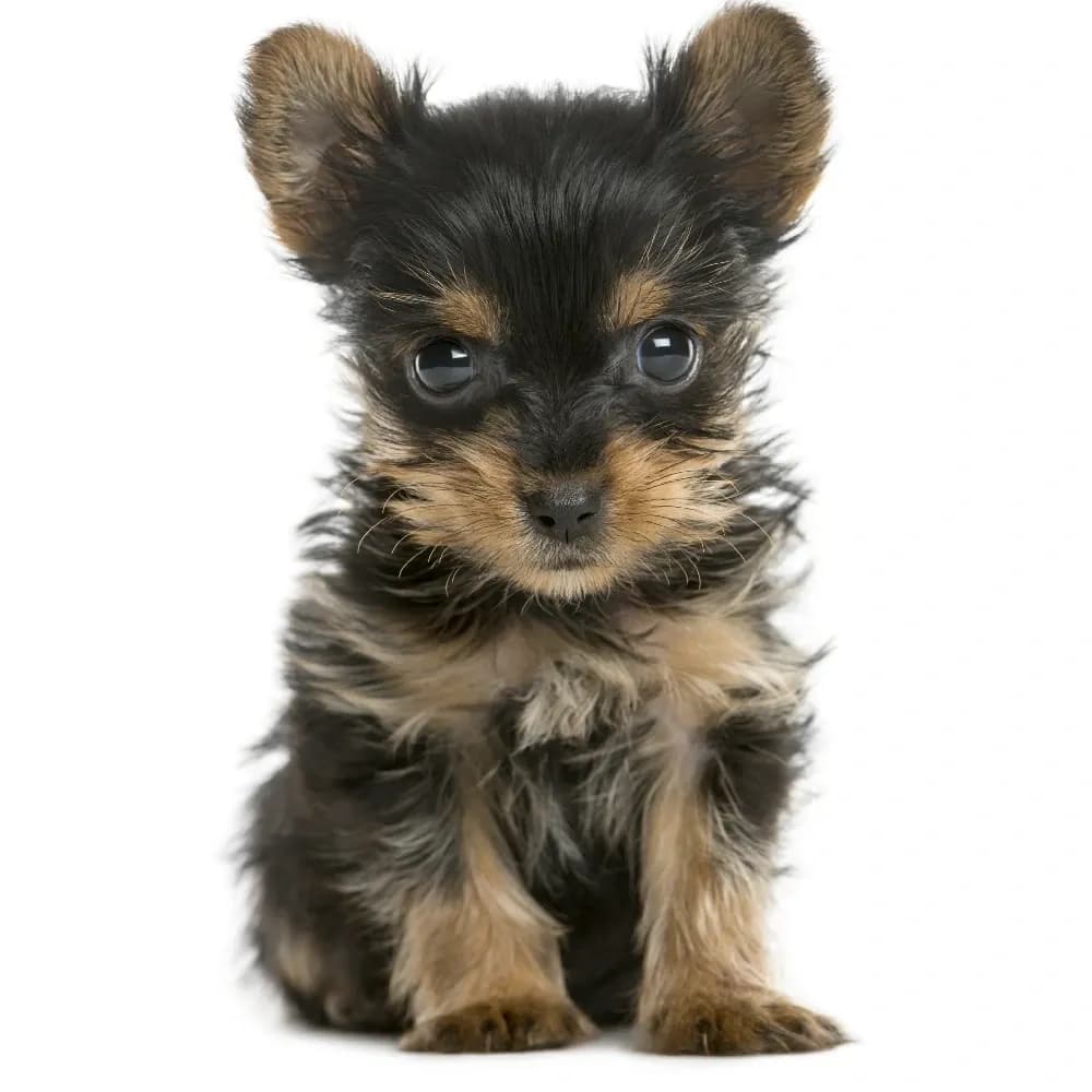 Yorkshire Terrier — filhote