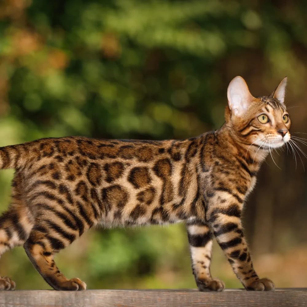 Bengal — registro 01