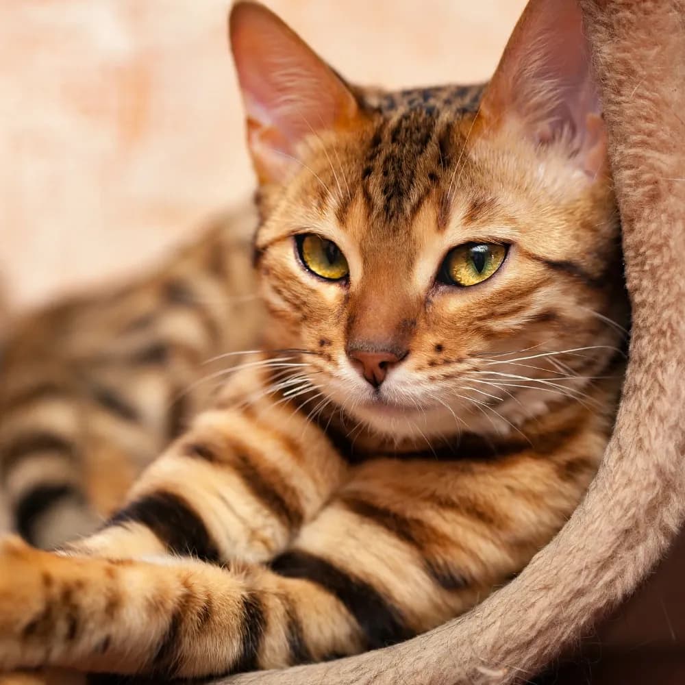 Bengal — registro 02