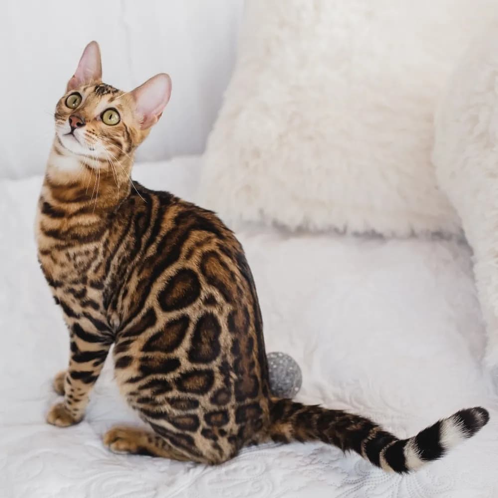 Bengal — registro 03