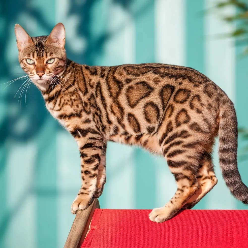 Bengal — registro 04