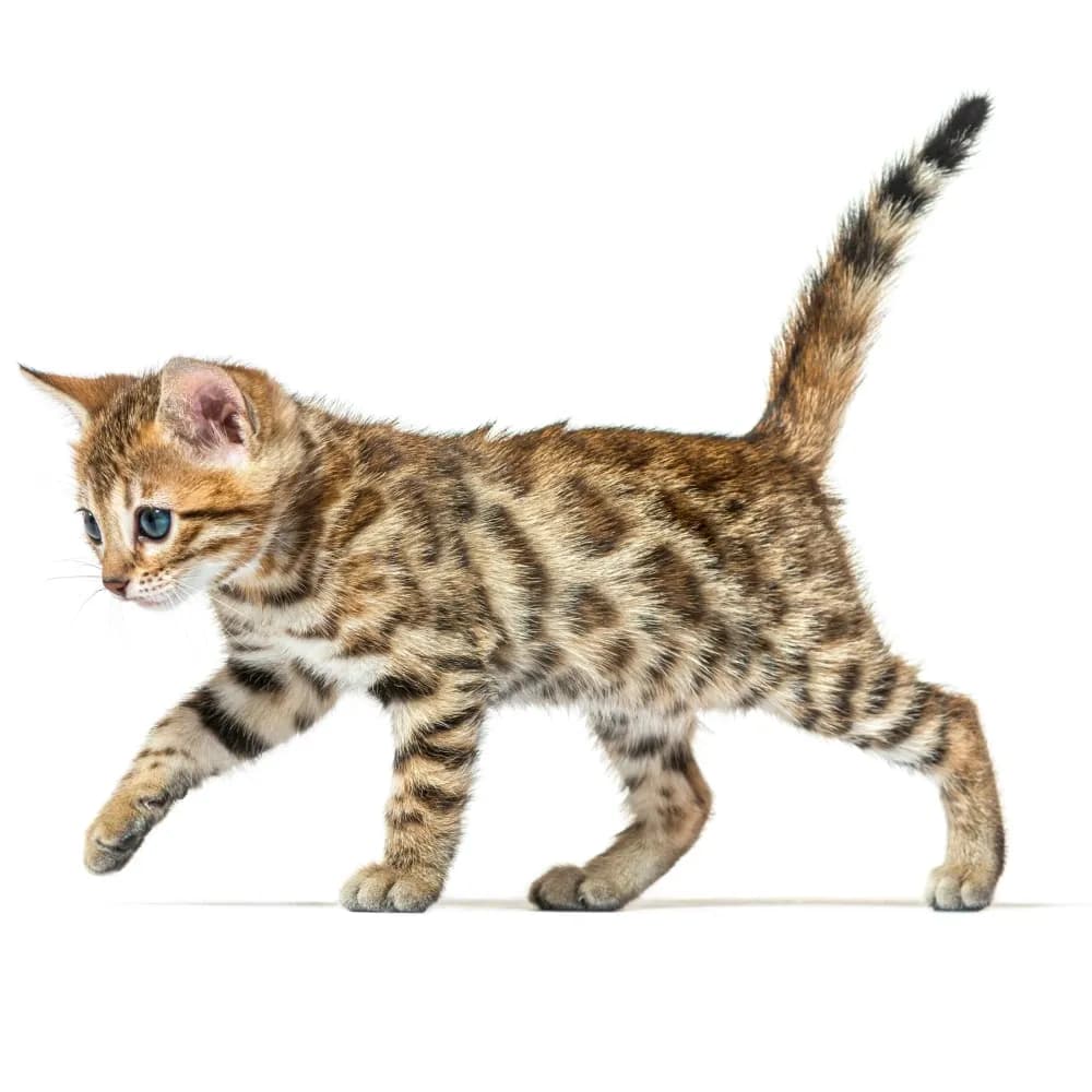 Bengal — filhote