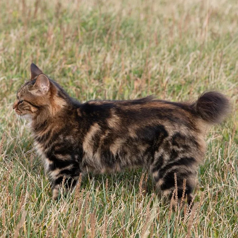 Kurilian Bobtail — registro 01