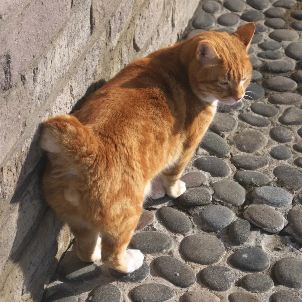 Kurilian Bobtail — registro 02