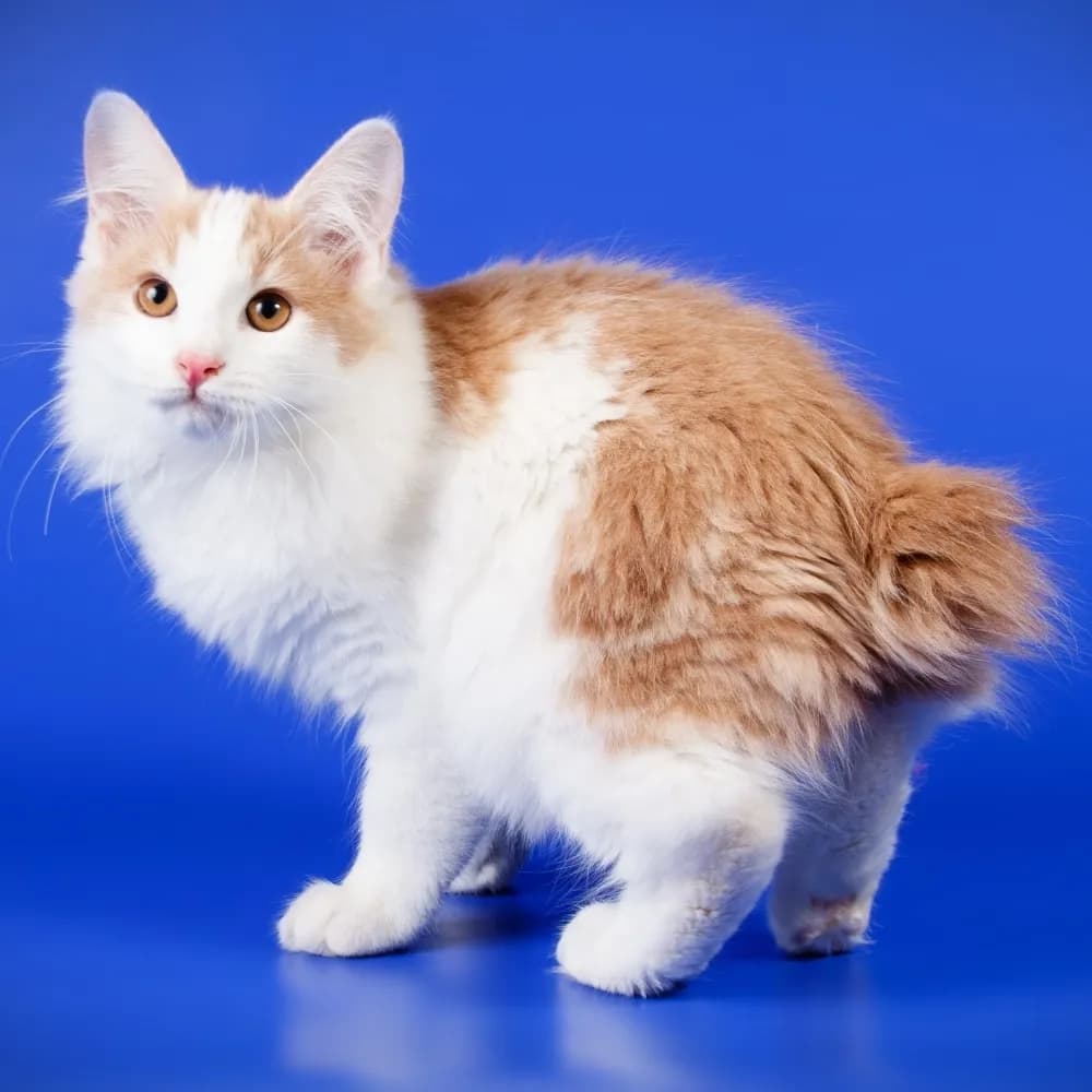 Kurilian Bobtail — registro 03
