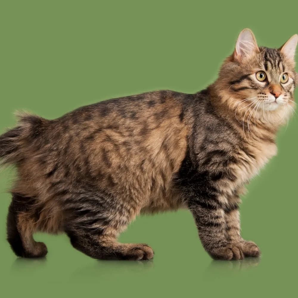 Kurilian Bobtail — registro 04