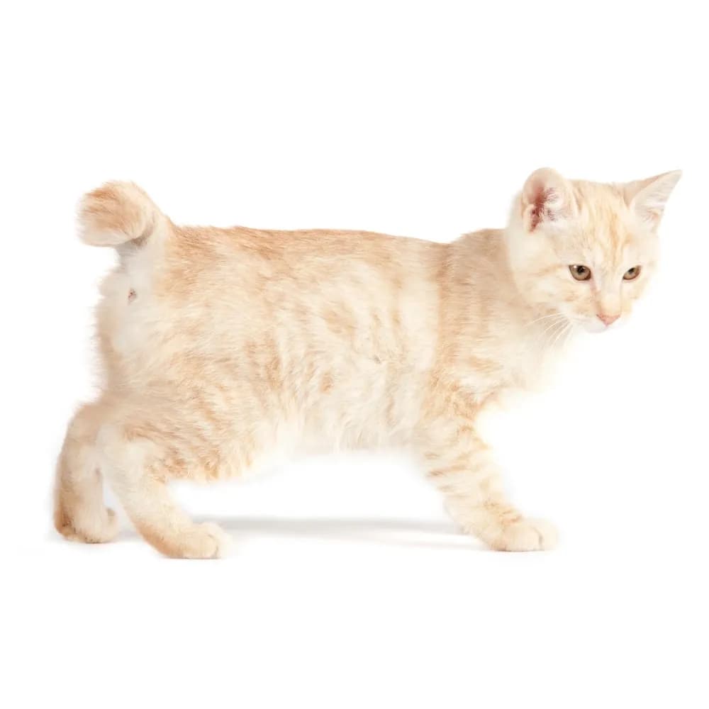 Kurilian Bobtail — filhote
