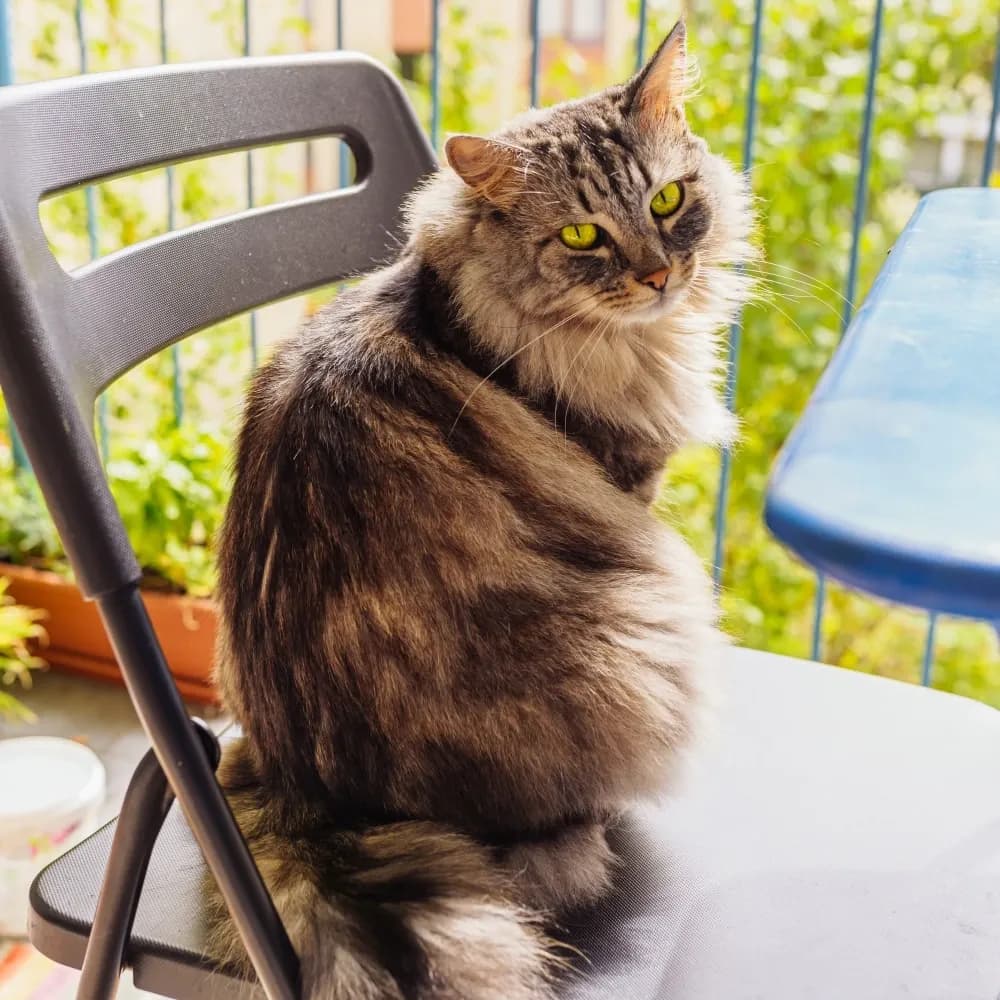 Maine Coon — registro 02