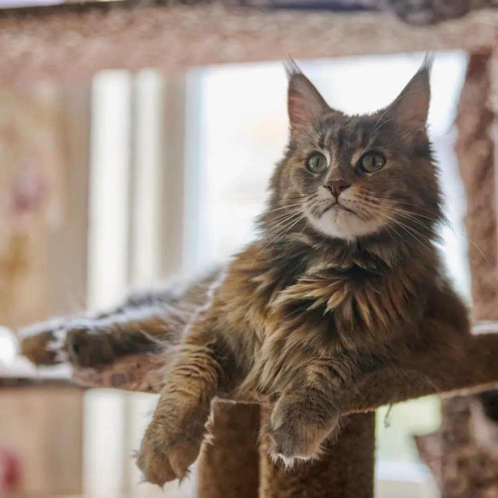 Maine Coon — registro 04