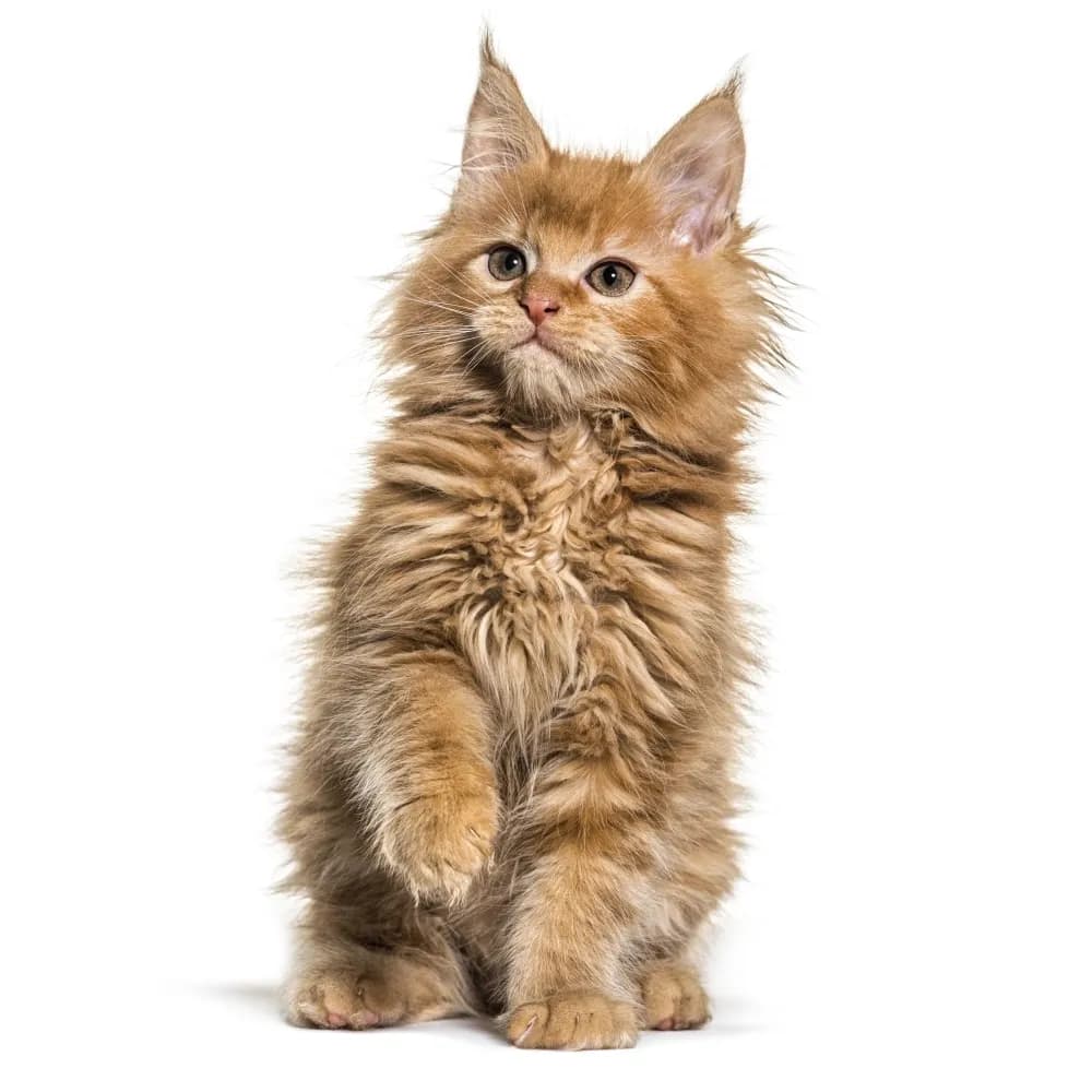 Maine Coon — filhote