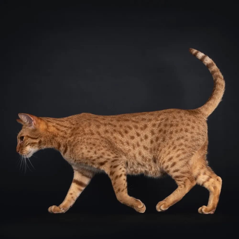 Ocicat — registro 01