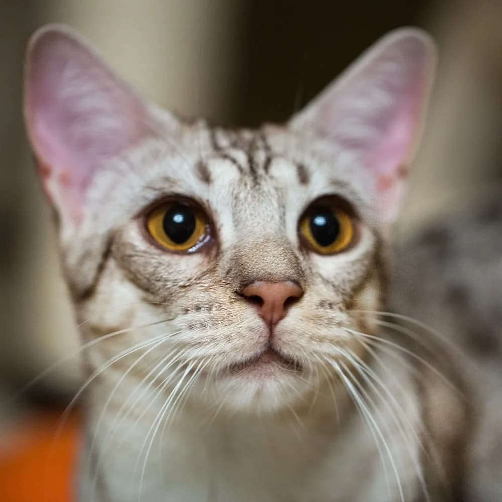 Ocicat — registro 02