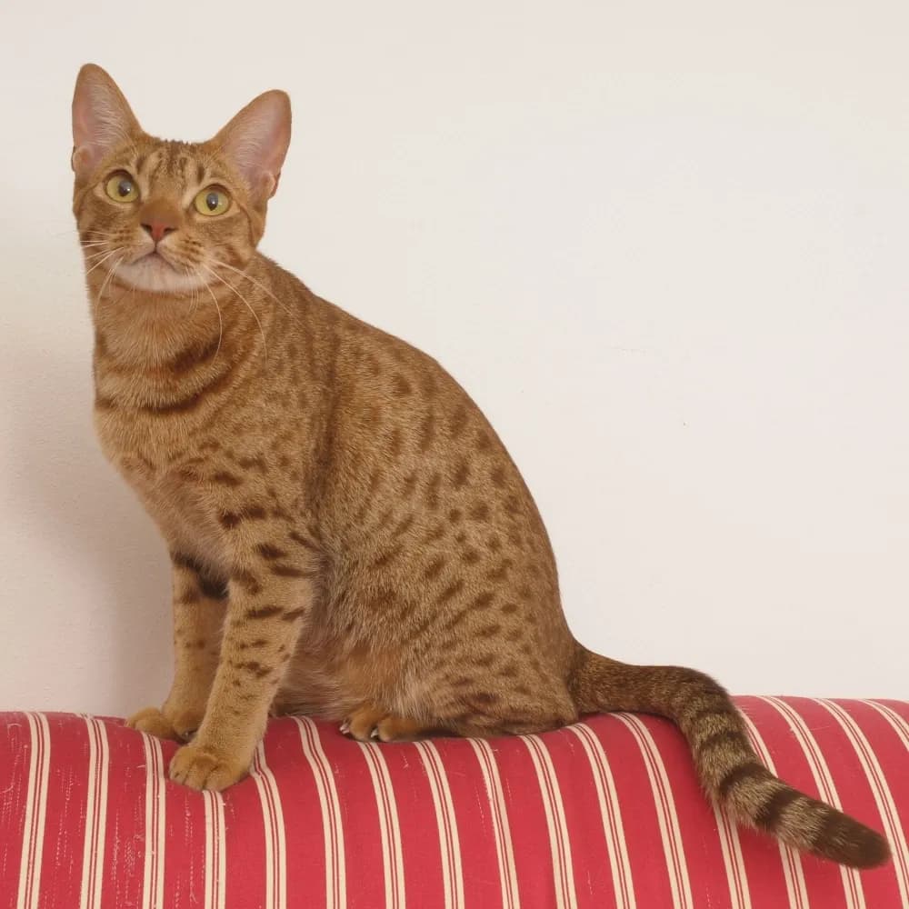 Ocicat — registro 03