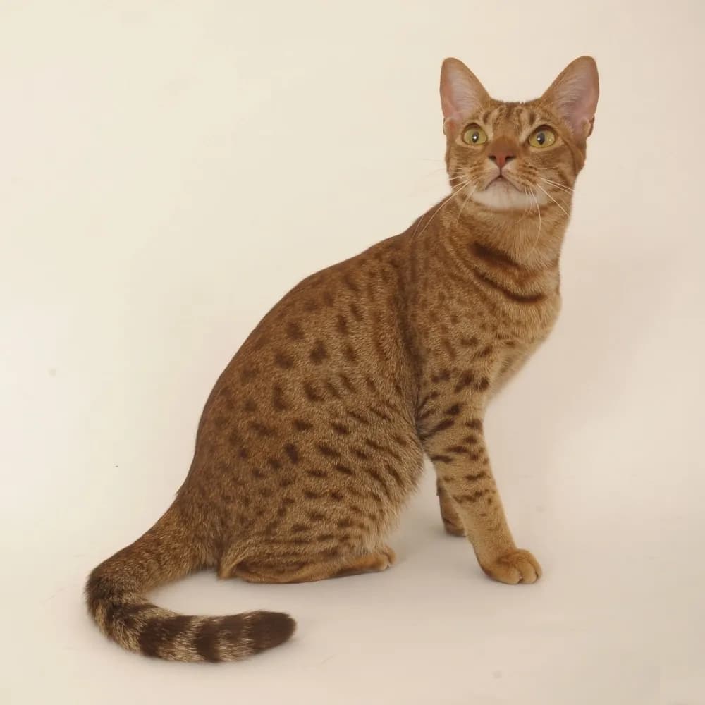 Ocicat — registro 04