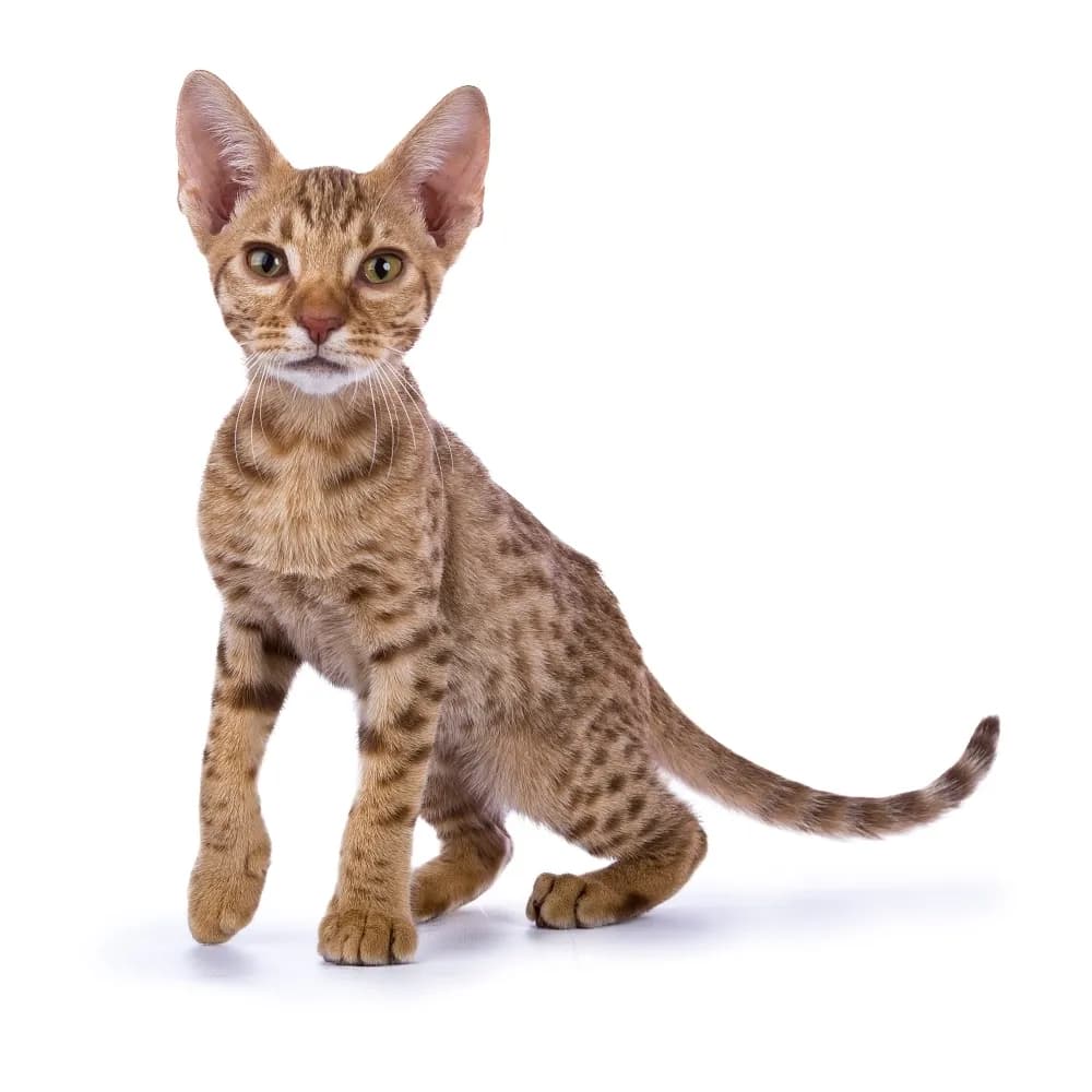 Ocicat — filhote