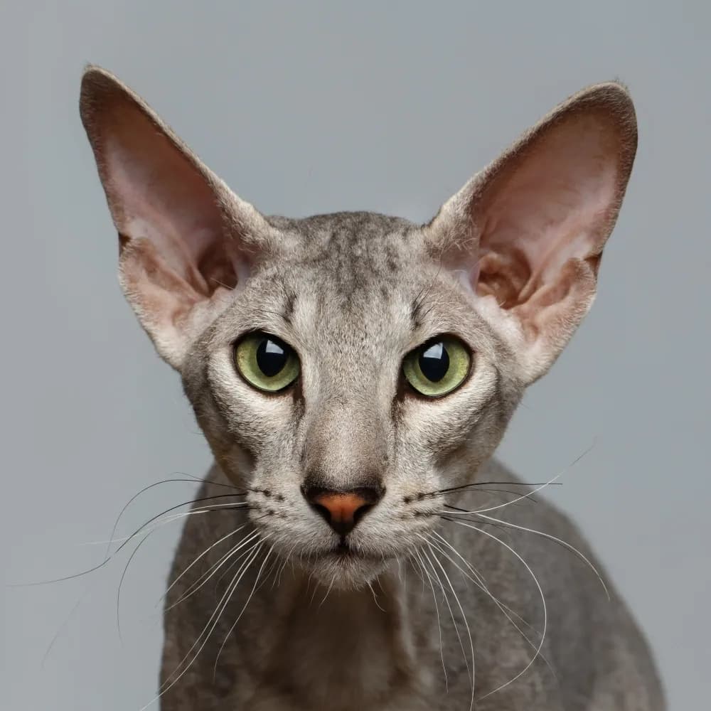 Peterbald — registro 01