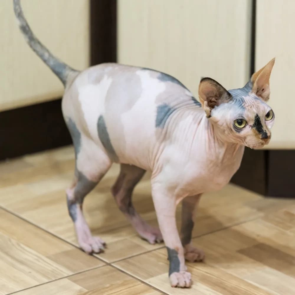 Peterbald — registro 02