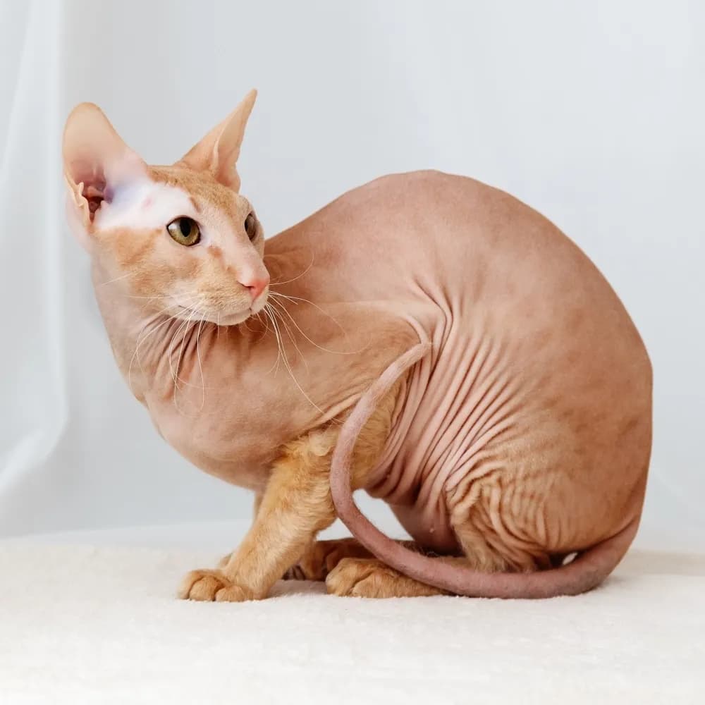 Peterbald — registro 03