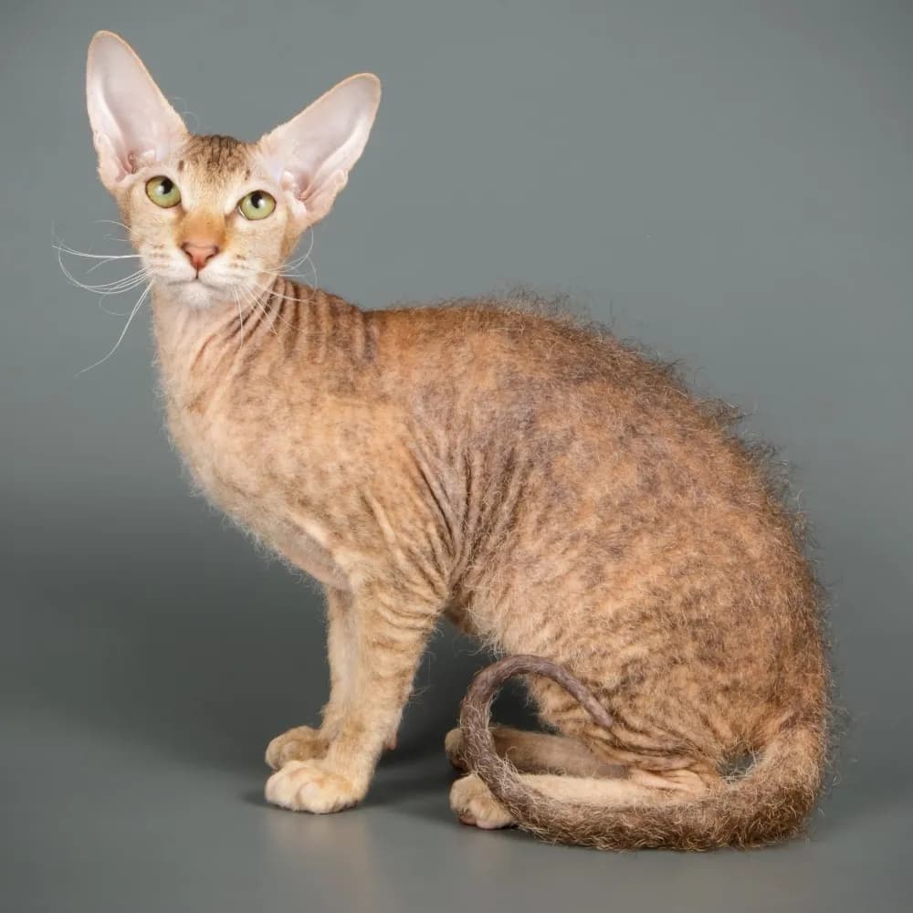 Peterbald — registro 04