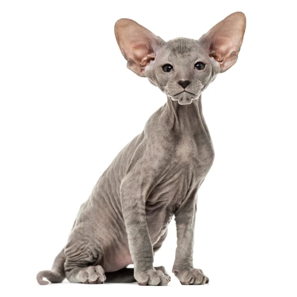 Peterbald — filhote