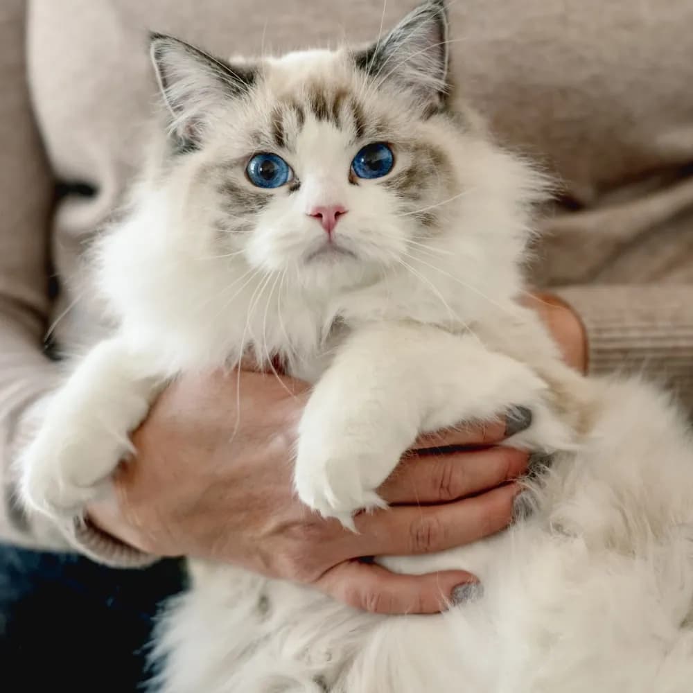 Ragdoll — registro 01