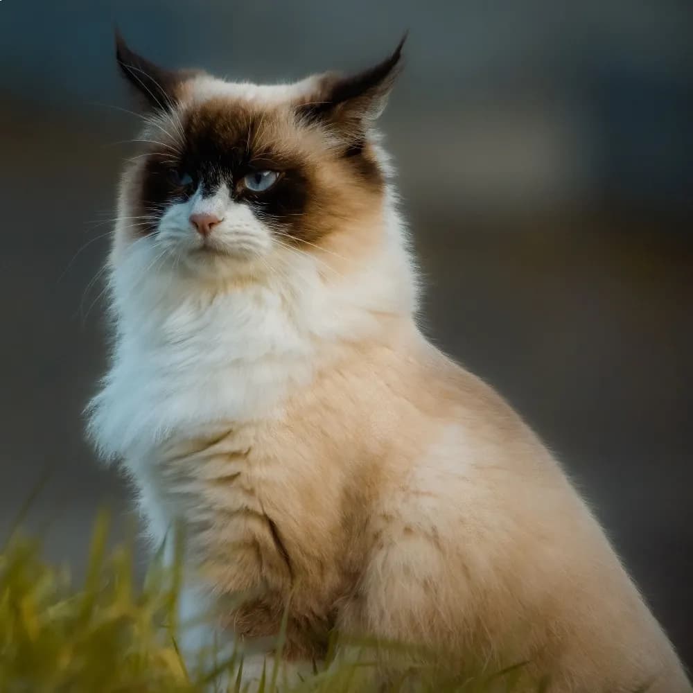 Ragdoll — registro 02