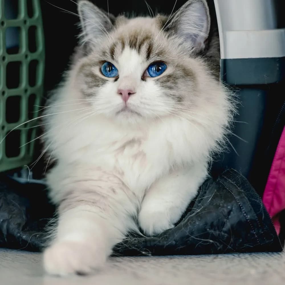 Ragdoll — registro 03